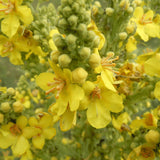Dr Clare Mullein Dried 100g